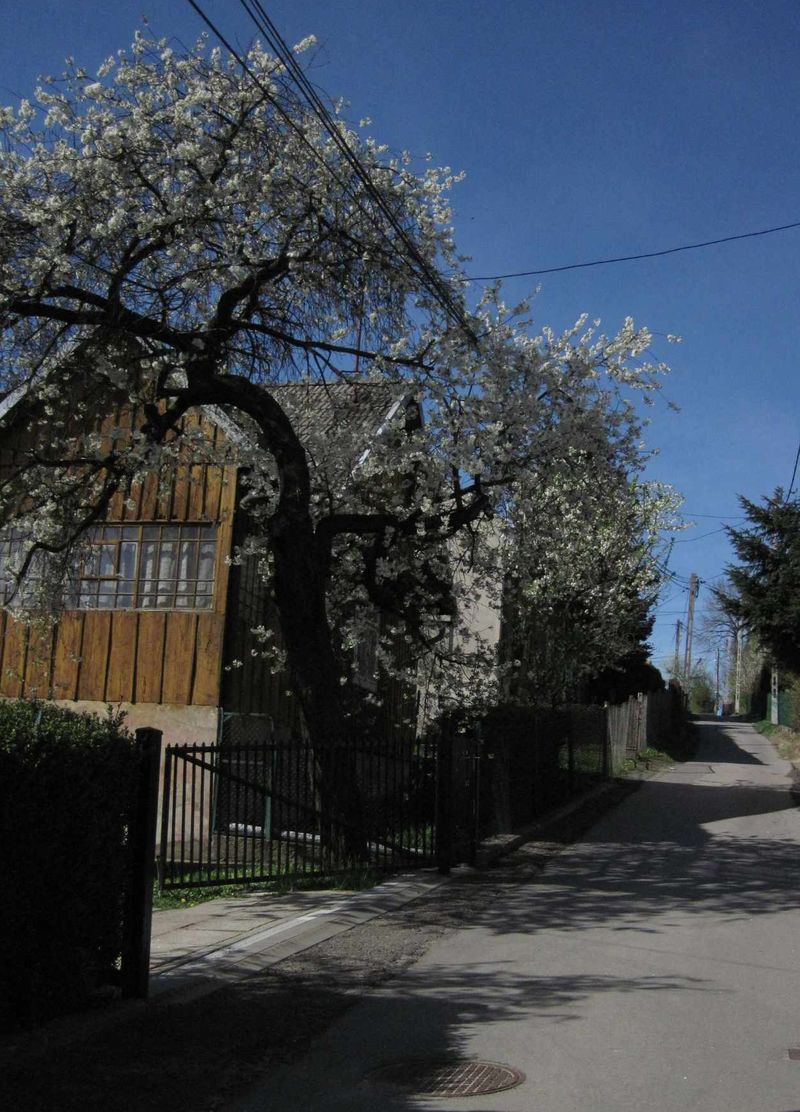 Wiosna na Starym Pobitnie